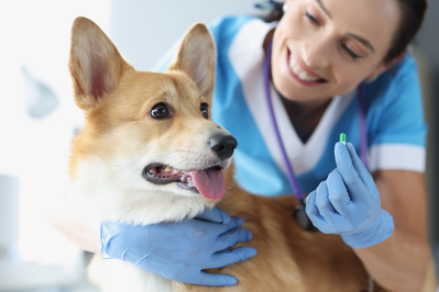 provider offering medication to dog