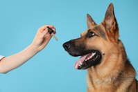 giving medication to dog