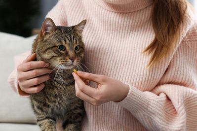 giving medication to cat