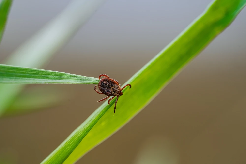 tick on grass