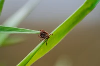 tick on grass
