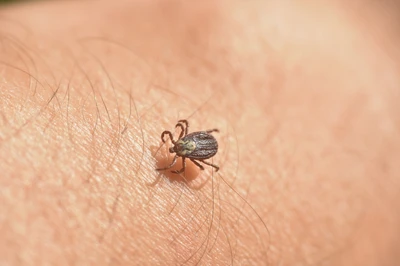tick on skin