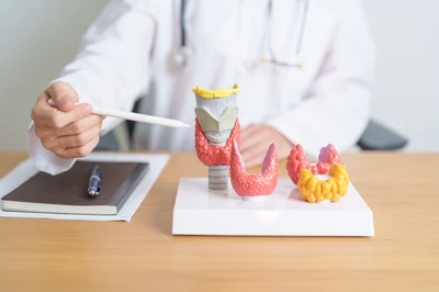 thyroid model